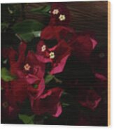 The Bougainvilleas Wood Print