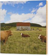 The Cows Of Mabou Wood Print