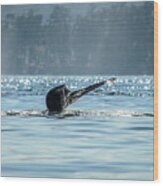 The Descent Humpback Whale Wood Print