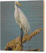 The Elegant Egret Wood Print