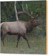 The Elk Wood Print