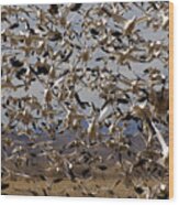 The Flock Bosque Del Apache Wood Print