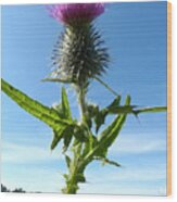 The Flower Of Scotland Wood Print