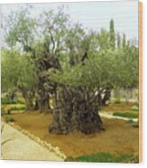 The Garden Of Gethsemane Wood Print