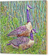 The Goose And The Gander - Lakeside Scene In Boulder County Colorado Wood Print