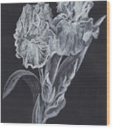 The Gossamer Iris Wood Print