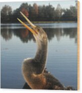 The Great Golden Crested Anhinga Wood Print