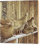 The High Pecking Order #chickencoop Wood Print