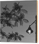 The Locust Tree And The Street Lamp Wood Print