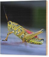 The Lubber Grasshopper Wood Print