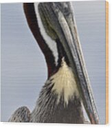 The Majestic Pelican Wood Print