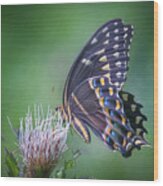 The Mattamuskeet Butterfly Wood Print