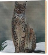 The Missing Lynx Wood Print