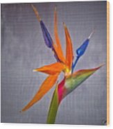 The Most Glorious Bird Of Paradise 2 Wood Print