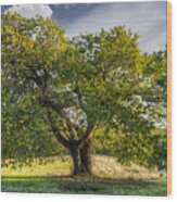 The Mulberry Tree Wood Print