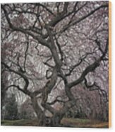 The Old Cherry Tree Wood Print