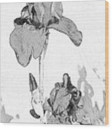 The Painted Iris Garden In B And W Wood Print
