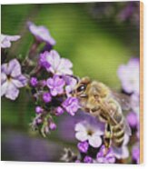 The Pollinator Wood Print