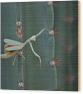 The Praying Mantis Wood Print