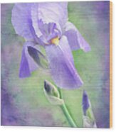 The Purple Iris Wood Print