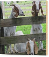 The Real Three Billy Goats Gruff Wood Print
