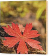 The Red Leaf Wood Print
