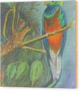 The Resplendent Quetzal Bird Wood Print