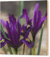 The Rise Of The Early Royal Dwarf Iris Wood Print