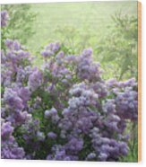 The Scent Of Lilacs Wood Print