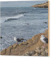 The Shore Patrol - California Coast Seagull Photograph Wood Print