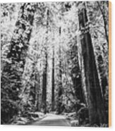 The Silver Forest Wood Print