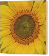 The Sunflower Wood Print