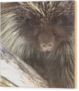 The Tender Side Of Porcupine Wood Print
