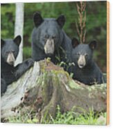 The Three Bears Wood Print