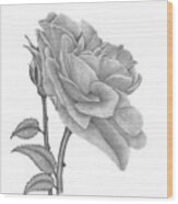 The Timeless Beauty Of Roses Wood Print