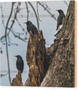 These Three Starlings Wood Print
