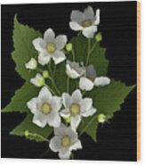 Thimble Berry Flowers Wood Print