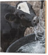 Thirsty Cow Wood Print