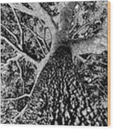Thorn Tree Black And White Wood Print