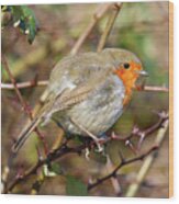 Thorny Issue European Robin Donegal Wood Print