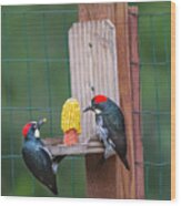 Three Backyard Woodpeckers Wood Print