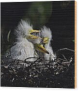 Three Chicks Wood Print