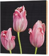 Three Pink Tulips On Black Wood Print