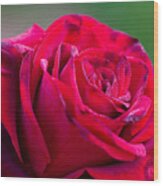 Three Quarter View Happy Red Rose Wood Print
