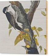 Three Toed Woodpecker Wood Print