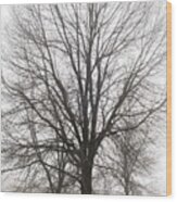 Three Trees In Fog Wood Print