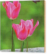 Three Tulips Wood Print