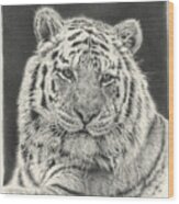 Tiger Drawing Wood Print