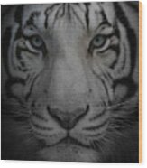 Tiger Eyes Wood Print