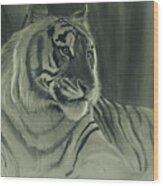 Tiger Light Wood Print